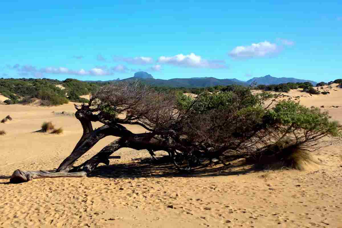 biodiversità alle dune di piscinas